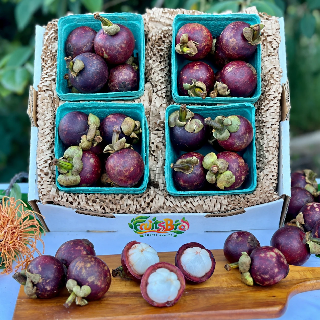 Purple Mangosteen