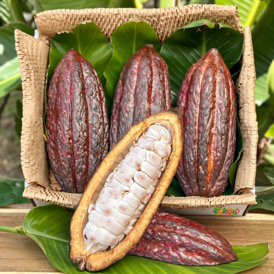 Fresh Cacao Fruit Box, photo 1 of 5