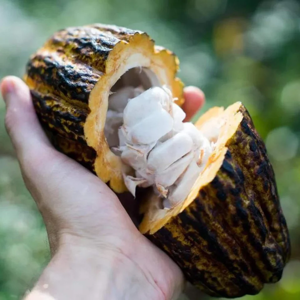 Fresh Cacao Fruit Box, photo 4 of 5