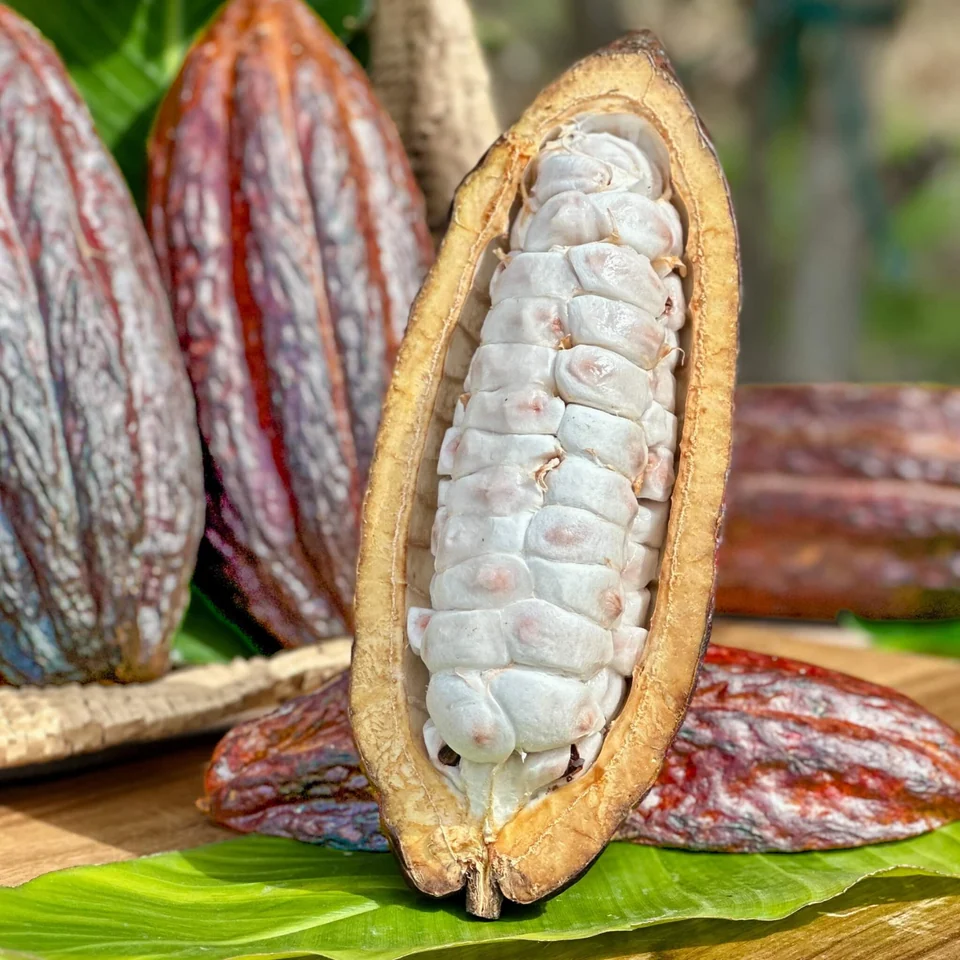Fresh Cacao Fruit Box, photo 2 of 5
