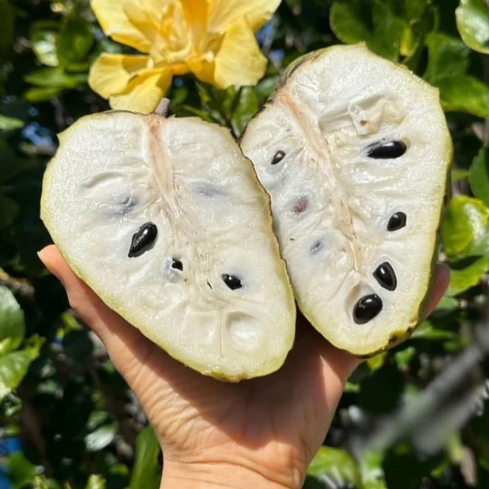 Cherimoya · Custard Apple Box, photo 2 of 5