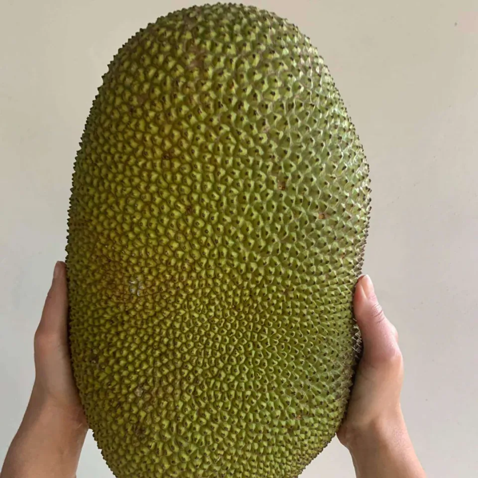 Fresh Whole Jackfruit Box, photo 3 of 3