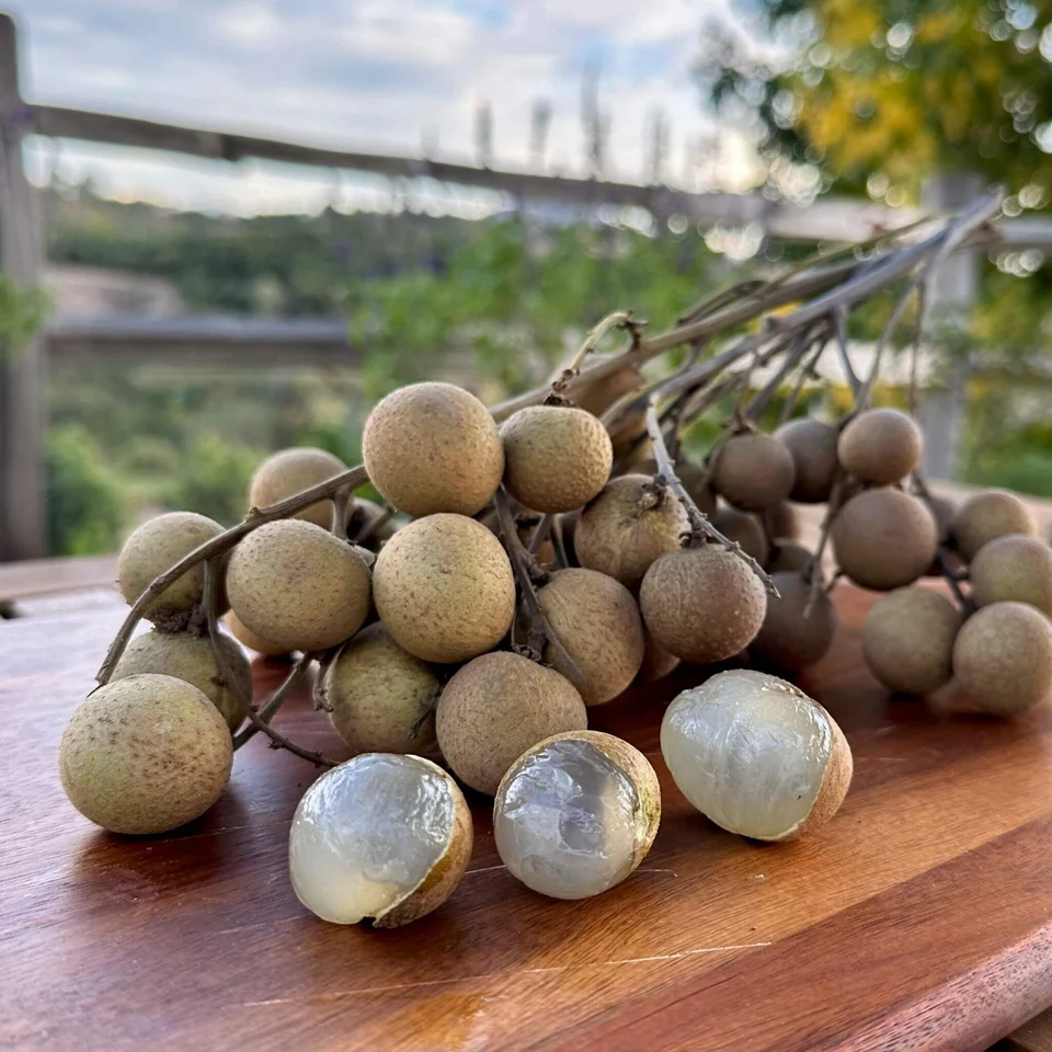 Longan · Dragon Eye Fruit Box, photo 4 of 5