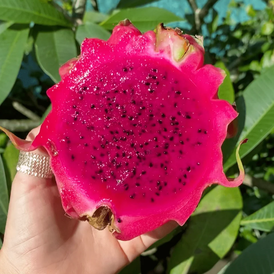 Red Flesh Dragon Fruit · Pitahaya, photo 2 of 5
