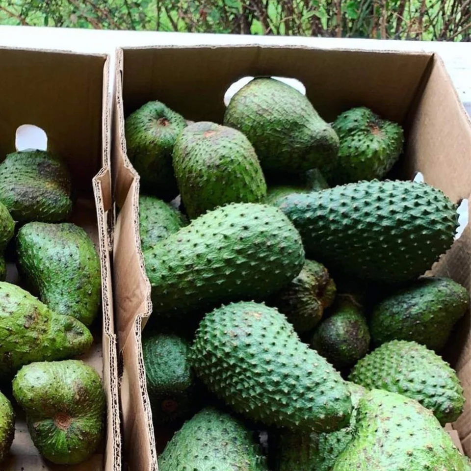 Soursop · Guanabana Fruit Box, photo 4 of 5
