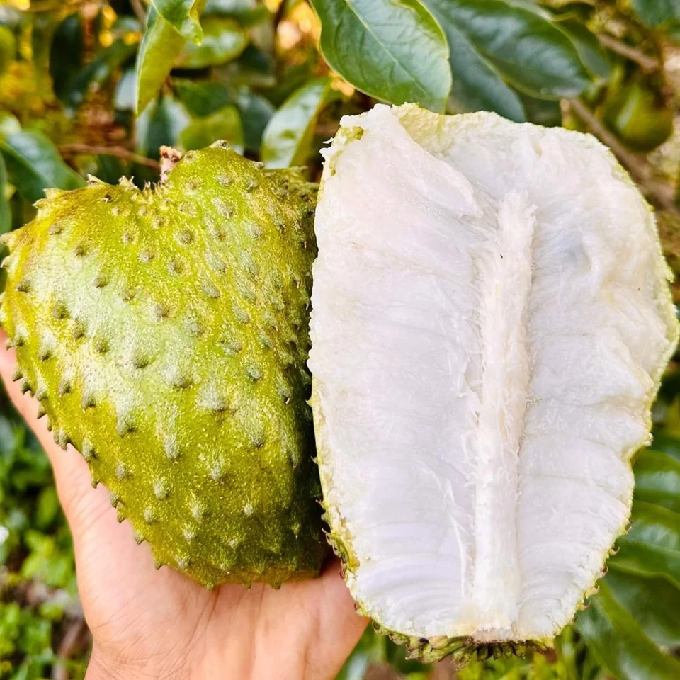 Soursop · Guanabana Fruit Box, photo 2 of 5