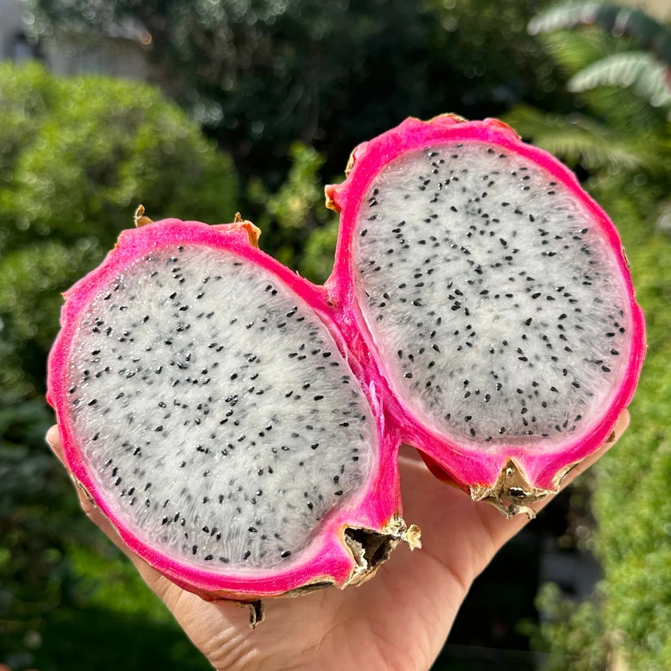 Red Dragon Fruit · White Flesh Box, photo 2 of 5