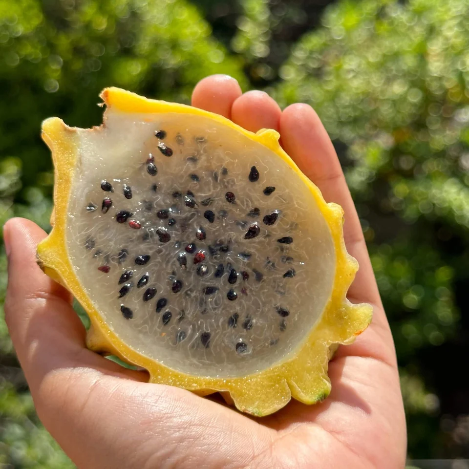 Yellow Dragon Fruit Box, photo 4 of 5
