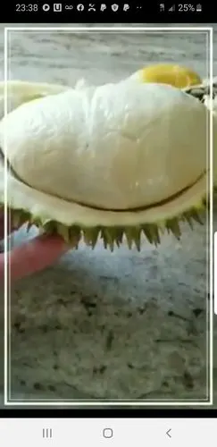 Customer photo of D24 (Sultan) Durian (Whole Frozen)