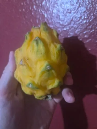 Customer photo of Dragonfruit Mix Box