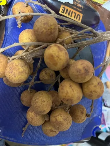 Customer photo of Longan