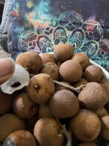 Customer photo of Longan
