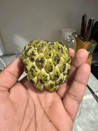 Customer photo of Sugar Apple (Sweetsop)