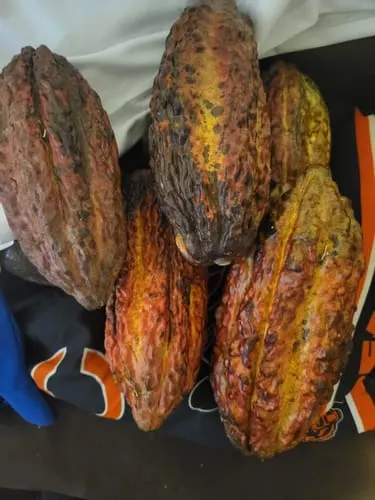 Customer photo of Cacao (Chocolate)