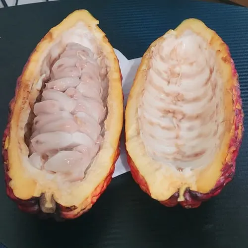 Customer photo of Cacao (Chocolate)