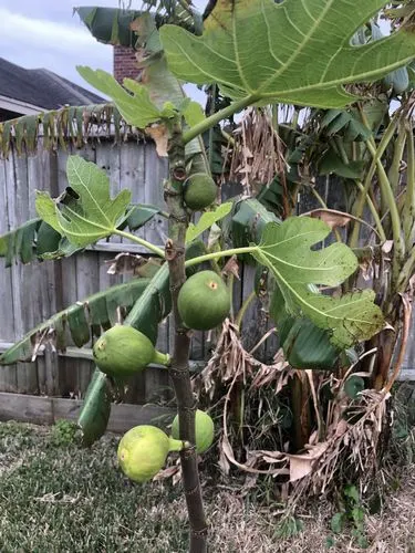 Customer photo of Cherimoya