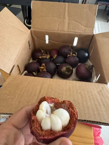 Customer photo of Mangosteen (Purple)