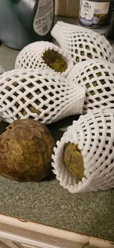 Customer photo of Cherimoya