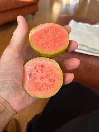 Customer photo of Pink Guava