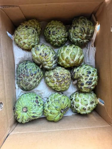 Customer photo of Sugar Apple (Sweetsop)