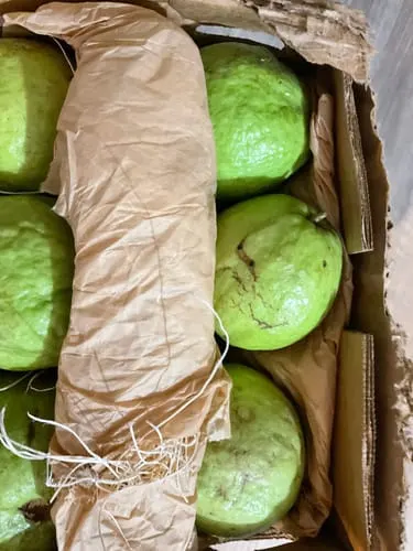 Customer photo of White Guava