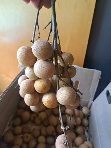 Customer photo of Longan