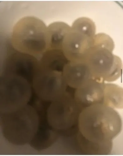 Customer photo of Longan