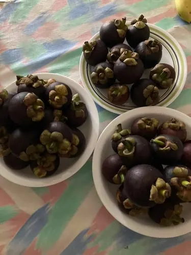 Customer photo of Mangosteen (Purple)