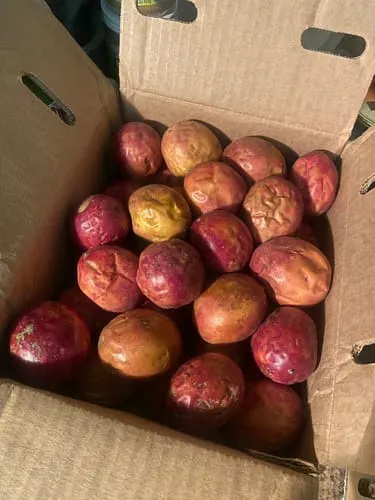 Customer photo of Purple/Pink Passionfruit (Lilikoi)